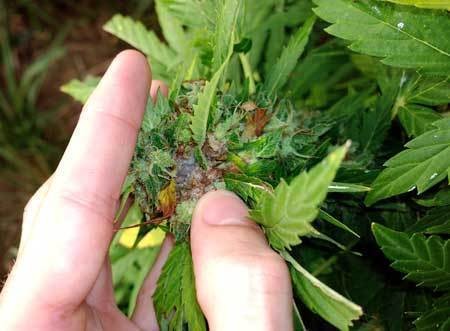bud-rot-inside-cannabis