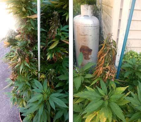 outdoor-cannabis-bud-rot-cannabis