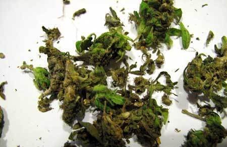 cut-off-bud-rot-cannabis