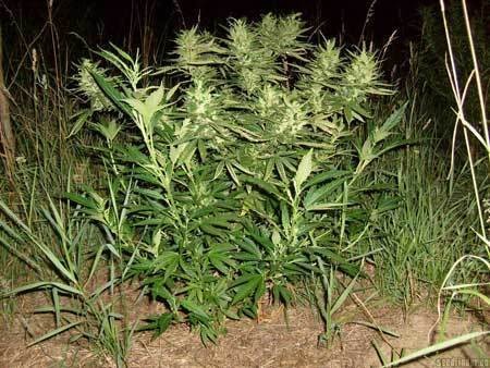 outdoor-green-auto-frisian-dew-cannabis