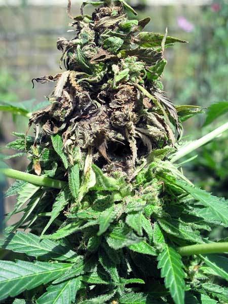 brown-crispy-bud-rot-cannabis