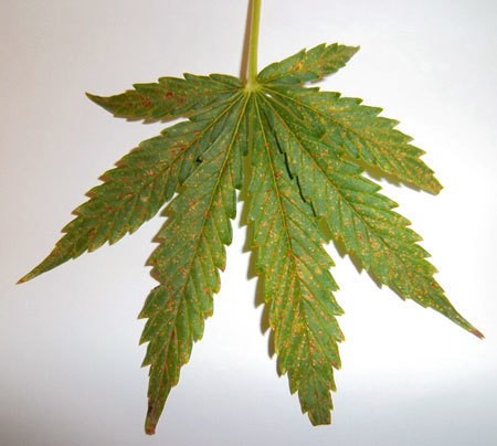 calcium-deficiency-leaf-cannabis-two