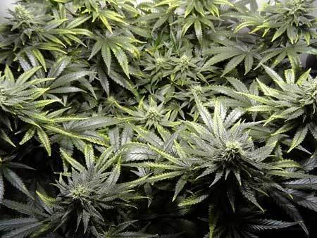 copper-deficiency-cannabis-flowering