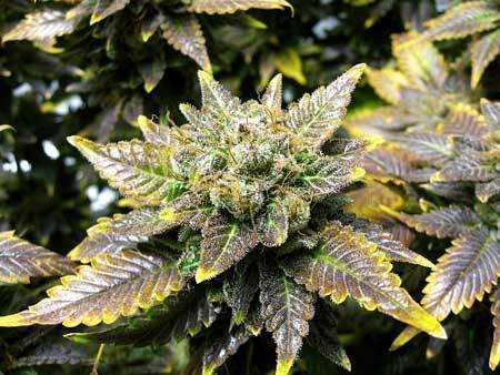 copper-deficiency-flowering-cannabis
