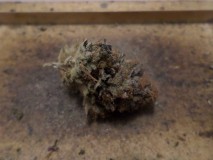 mimozznug
