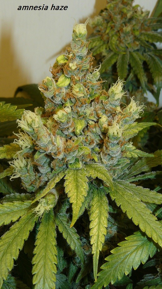 drobes and harvest 20 08 23 013