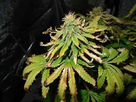 cannabis-heat-stress-light-burn-bleaching-plus-spots-on-leaves