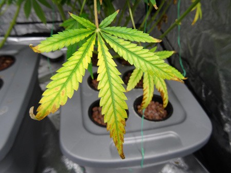 light-burn-leaf-cannabis