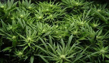 canopy-of-medical-marijuana-buds-flowering-cannabis