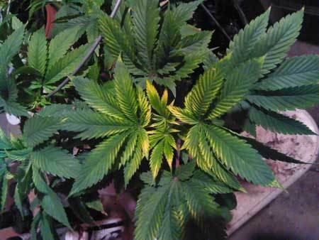 yellow-leaf-edges-cannabis-margins-symptoms-caused-by-light-burn