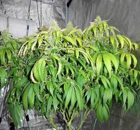 yellow-top-leaves-from-grow-light-being-too-close-cannabis