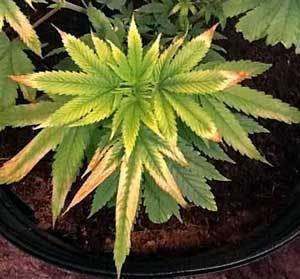 light-burned-leaves-cannabis
