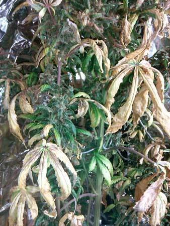 led-grow-light-burn-too-close-top-leaves-turn-yellow-wilted-cannabis