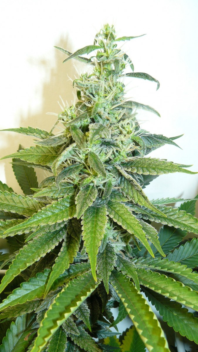 drobes 24 08 23 016