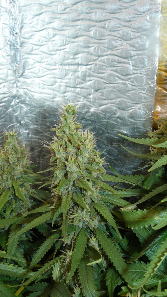 drobes 24 08 23 032