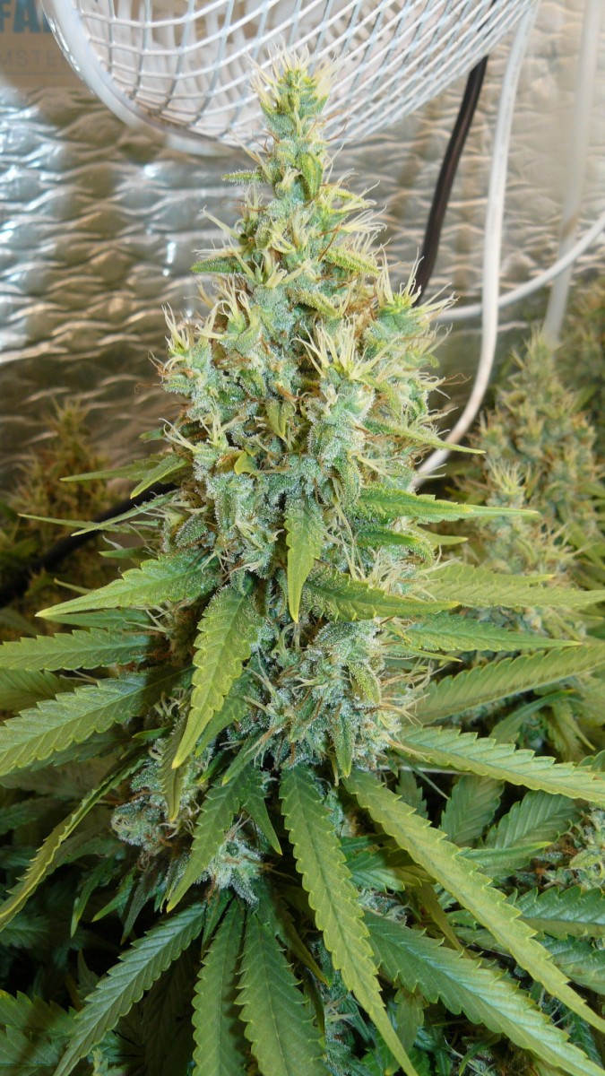 drobes 24 08 23 033