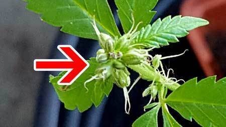 male-cannabis-plant-with-pistils-is-hermie