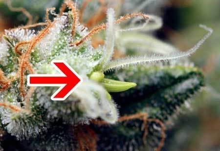 closeup-example-of-herm-cannabis-banana-arrow