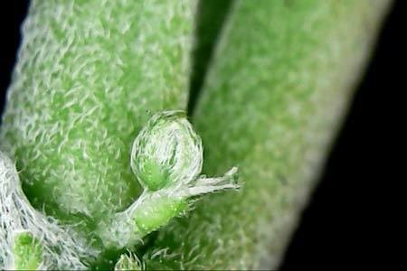 hermie-male-preflower-with-two-pistils