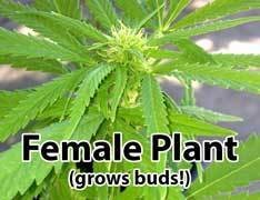 female-flowering-plant-cannabis