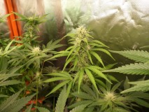SAM_3770