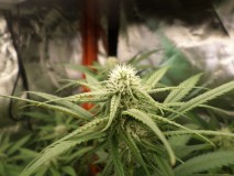 zombiekushyoung