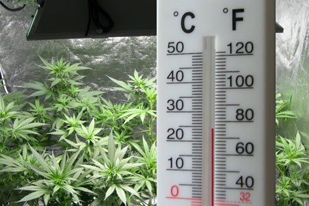 temperature-monitor-grow-room-cannabis