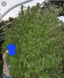 received_427053509380828