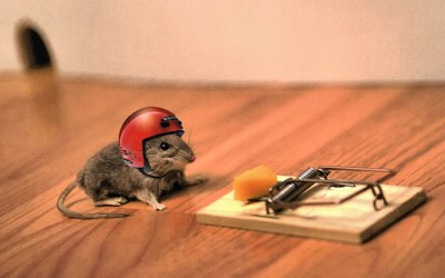 mouse-helmet-cheese