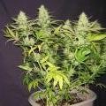 nitogen-deficient-flowering-cannabis