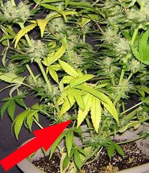 nitogen-deficient-flowering2-cannabis