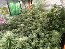 day29right