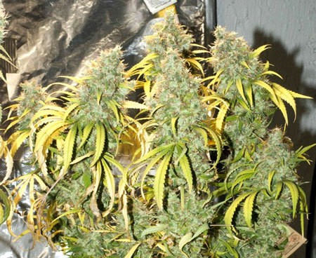 marijuana-day-before-harvest-cannabis