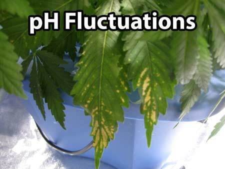 ph-fluctuations-marijuana-cannabis