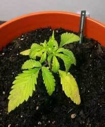 cannabis-seedling-that-has-been-over-watered