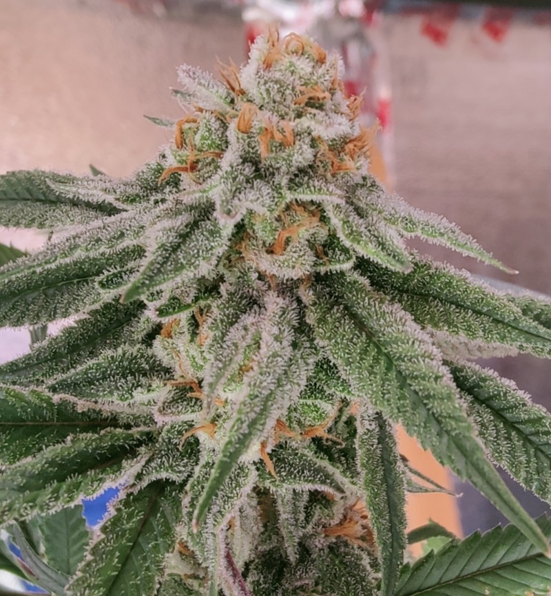 Strawpicanna#1
