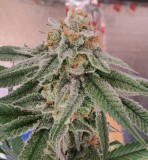Strawpicanna#1