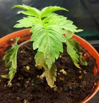 overwatered-seedling-looks-like-nutrient-deficiency-cannabis