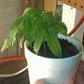 over-watered-marijuana-plant-cannabis