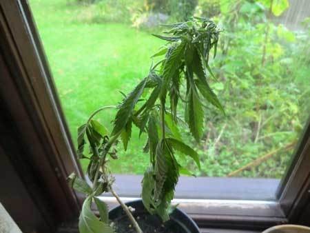 over-watered-no-drainage-cannabis