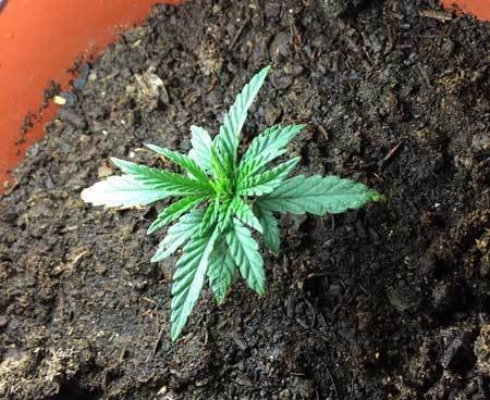 stunted-overpotted-overwatered-small-cannabis-plant