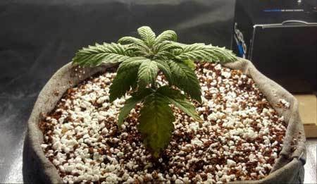 27-day-old-seedling-stunted-from-overwatering-cannabis