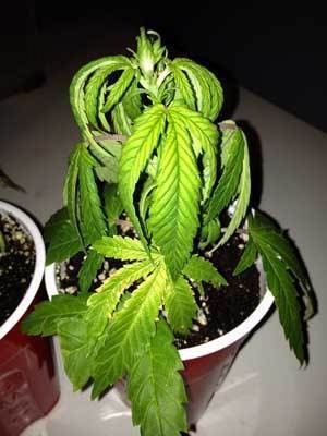 what-happens-late-to-transplant-cannabis-from-solo-cup-cannabis