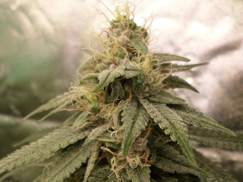 melonberrypurps