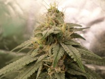 melonberrypurps