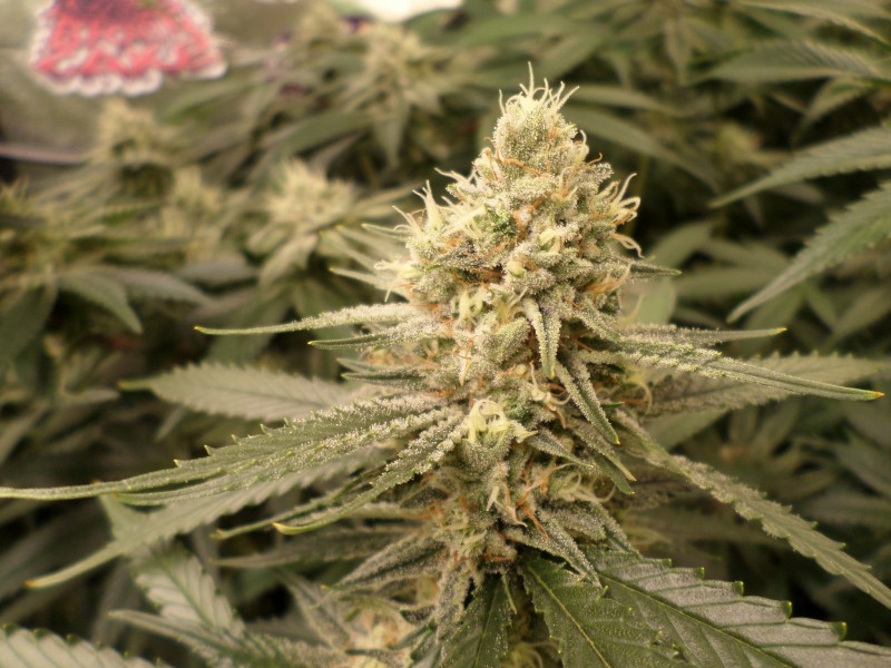 cheese41