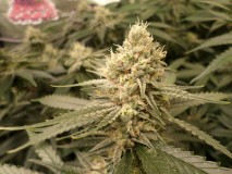 cheese41