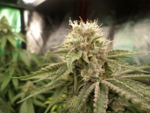 pinkgas41
