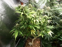 SAM_3917