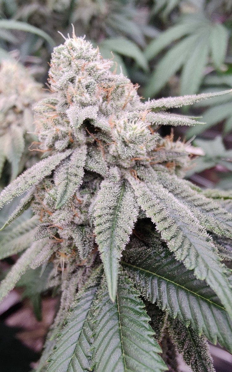 glue